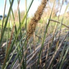 Carex appressa (Tall Sedge) at Paddys River, ACT - 8 Oct 2014 by michaelb