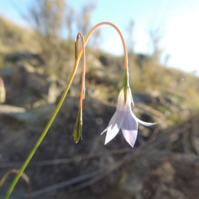 Wahlenbergia capillaris (Tufted Bluebell) at Paddys River, ACT - 8 Oct 2014 by michaelb