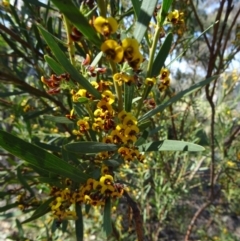 Daviesia mimosoides (Bitter Pea) at Mount Taylor - 29 Sep 2014 by galah681