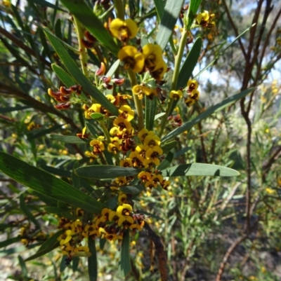 Daviesia mimosoides (Bitter Pea) at Mount Taylor - 29 Sep 2014 by galah681