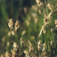 Carex chlorantha (Green-top Sedge) at Greenway, ACT - 10 Oct 2007 by MichaelBedingfield