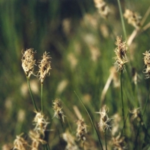 Carex chlorantha at Greenway, ACT - 10 Oct 2007