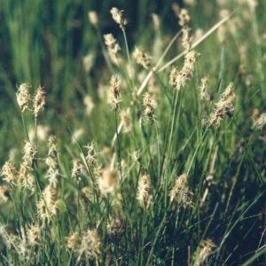 Carex chlorantha at Greenway, ACT - 10 Oct 2007