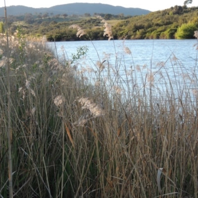Phragmites australis (Common Reed) at Paddys River, ACT - 8 Oct 2014 by MichaelBedingfield