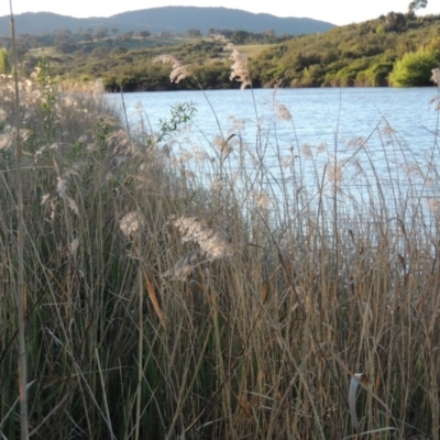 Phragmites australis (Common Reed) at Point Hut to Tharwa - 8 Oct 2014 by michaelb