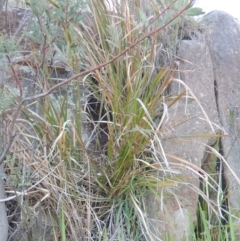 Imperata cylindrica (Blady Grass) at Point Hut to Tharwa - 8 Oct 2014 by michaelb