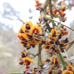 Daviesia mimosoides (Bitter Pea) at Rob Roy Range - 12 Oct 2014 by michaelb