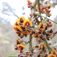 Daviesia mimosoides (Bitter Pea) at Conder, ACT - 12 Oct 2014 by MichaelBedingfield