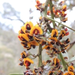 Daviesia mimosoides (Bitter Pea) at Conder, ACT - 12 Oct 2014 by michaelb