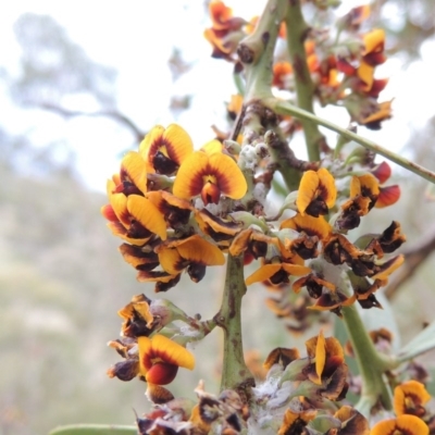 Daviesia mimosoides (Bitter Pea) at Rob Roy Range - 12 Oct 2014 by michaelb