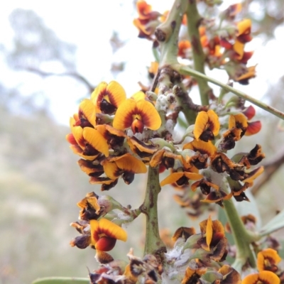 Daviesia mimosoides (Bitter Pea) at Conder, ACT - 12 Oct 2014 by MichaelBedingfield