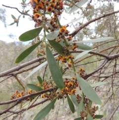 Daviesia mimosoides at Conder, ACT - 12 Oct 2014