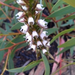 Prasophyllum brevilabre (Short-lip Leek Orchid) at Black Mountain - 15 Oct 2014 by galah681