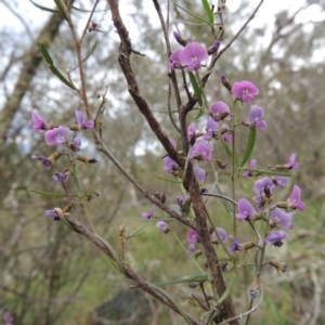 Glycine clandestina at Conder, ACT - 12 Oct 2014