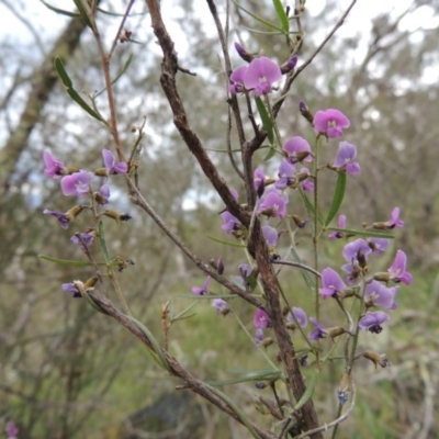 Glycine clandestina (Twining Glycine) at Conder, ACT - 12 Oct 2014 by michaelb
