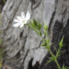 Stellaria pungens (Prickly Starwort) at Conder, ACT - 12 Oct 2014 by michaelb