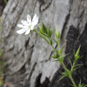 Stellaria pungens at Conder, ACT - 12 Oct 2014