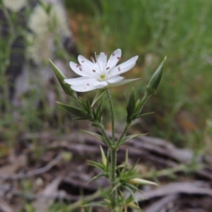 Stellaria pungens at Conder, ACT - 12 Oct 2014