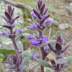 Ajuga australis (Austral Bugle) at Banks, ACT - 12 Oct 2014 by michaelb