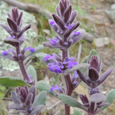 Ajuga australis (Austral Bugle) at Banks, ACT - 12 Oct 2014 by michaelb