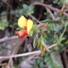 Bossiaea buxifolia (Matted Bossiaea) at Rob Roy Range - 12 Oct 2014 by michaelb