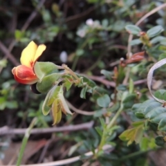 Bossiaea buxifolia at Conder, ACT - 12 Oct 2014 05:54 PM