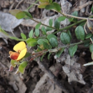 Bossiaea buxifolia at Conder, ACT - 12 Oct 2014 05:54 PM