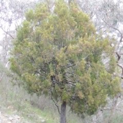 Exocarpos cupressiformis (Cherry Ballart) at Rob Roy Range - 12 Oct 2014 by michaelb