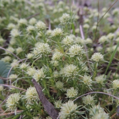 Scleranthus diander (Many-flowered Knawel) at Rob Roy Range - 12 Oct 2014 by michaelb