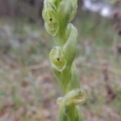 Hymenochilus cycnocephalus (Swan greenhood) at Conder, ACT - 12 Oct 2014 by michaelb