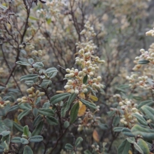 Pomaderris pallida at Conder, ACT - 12 Oct 2014