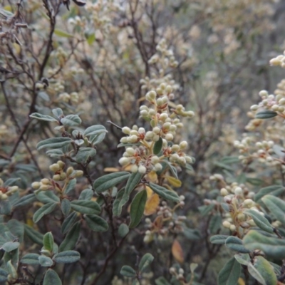 Pomaderris pallida (Pale Pomaderris) at Rob Roy Range - 12 Oct 2014 by michaelb