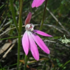 Caladenia carnea (Pink Fingers) at Kambah, ACT - 15 Oct 2014 by lyndsey