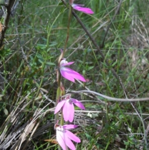 Caladenia carnea at Kambah, ACT - suppressed