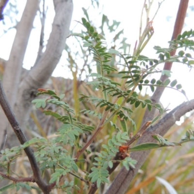 Acacia rubida (Red-stemmed Wattle, Red-leaved Wattle) at Paddys River, ACT - 8 Oct 2014 by MichaelBedingfield