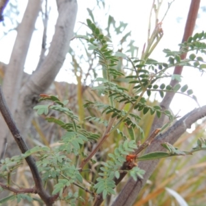 Acacia rubida at Paddys River, ACT - 8 Oct 2014