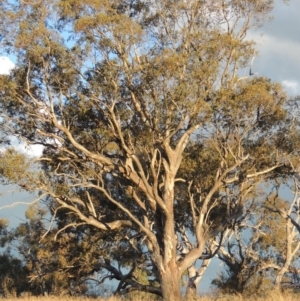 Eucalyptus blakelyi at Point Hut to Tharwa - 8 Oct 2014 06:58 PM