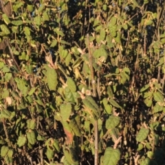 Correa reflexa var. reflexa (Common Correa, Native Fuchsia) at Paddys River, ACT - 8 Oct 2014 by michaelb