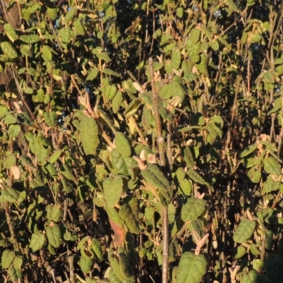 Correa reflexa var. reflexa (Common Correa, Native Fuchsia) at Point Hut to Tharwa - 8 Oct 2014 by michaelb