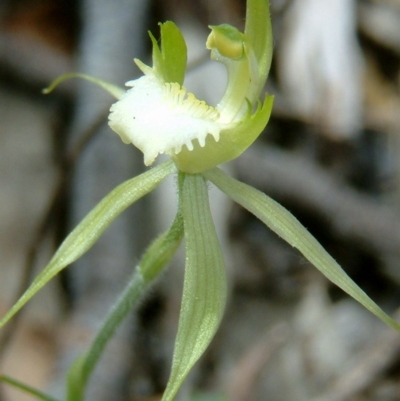 Caladenia atrovespa (Green-comb Spider Orchid) at Farrer Ridge - 15 Oct 2014 by julielindner