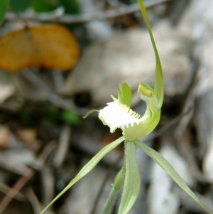 Caladenia atrovespa at Farrer Ridge - suppressed