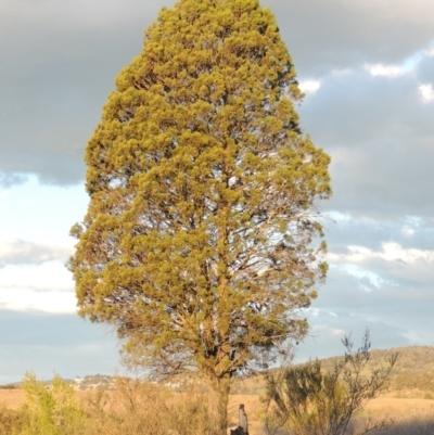 Callitris endlicheri (Black Cypress Pine) at Paddys River, ACT - 8 Oct 2014 by MichaelBedingfield