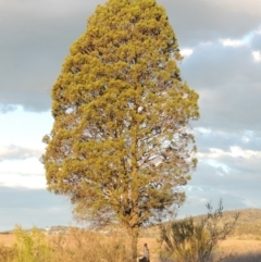 Callitris endlicheri (Black Cypress Pine) at Point Hut to Tharwa - 8 Oct 2014 by michaelb