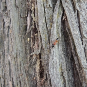 Callitris endlicheri at Paddys River, ACT - 8 Oct 2014 07:04 PM