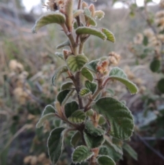 Pomaderris eriocephala at Paddys River, ACT - 8 Oct 2014