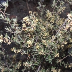 Pomaderris angustifolia (Pomaderris) at Paddys River, ACT - 8 Oct 2014 by MichaelBedingfield