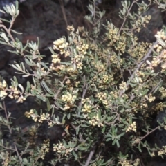 Pomaderris angustifolia (Pomaderris) at Point Hut to Tharwa - 8 Oct 2014 by michaelb