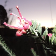 Grevillea lanigera (Woolly Grevillea) at Paddys River, ACT - 8 Oct 2014 by MichaelBedingfield