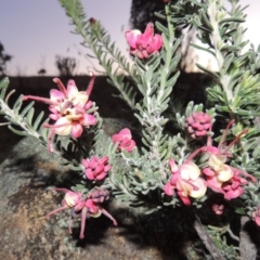 Grevillea lanigera at Paddys River, ACT - 8 Oct 2014 07:44 PM