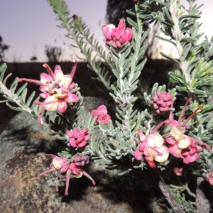 Grevillea lanigera at Paddys River, ACT - 8 Oct 2014 07:44 PM